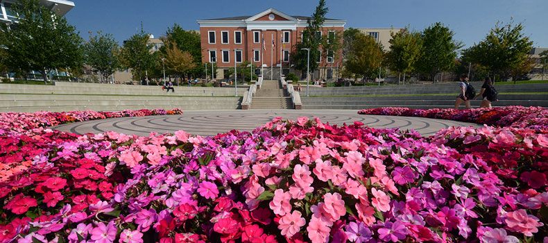 Closeup of pink flowers encircling the labyrinth on campus with a building in the background