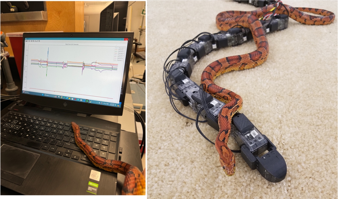 TieredMentoringAstleyLab2025.jpg