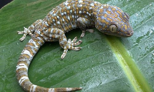 A gecko on a leaf