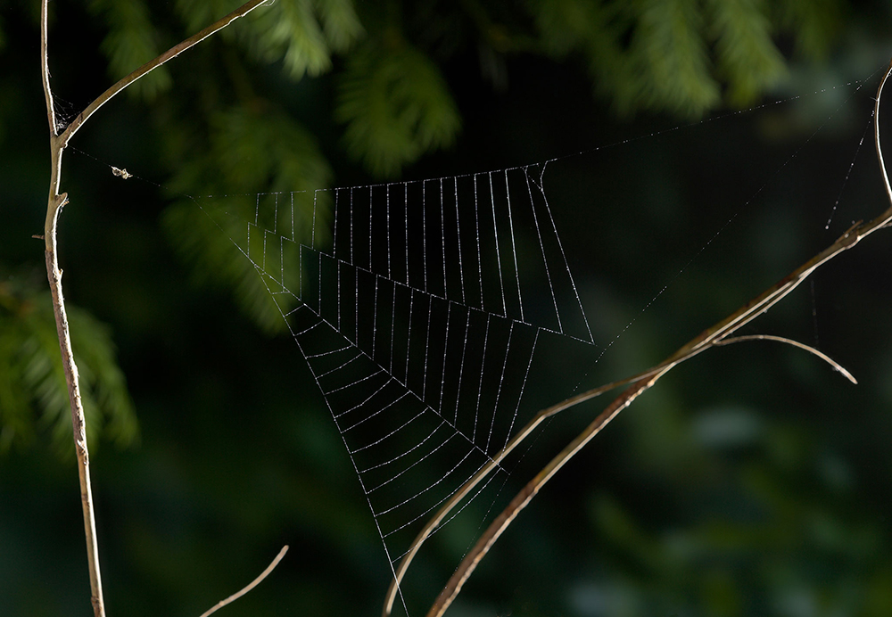 triangle-web-spider