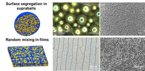 Structural Coloration in Bird Feathers - Science Connected Magazine