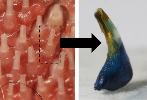 tongue inspired grooming brush