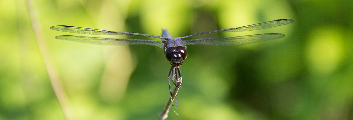 Dragonflies-header.jpg