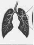 Model Lung Lesson
