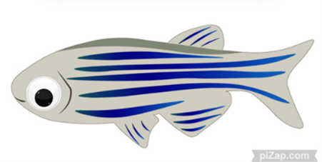 Zebrafish1.png